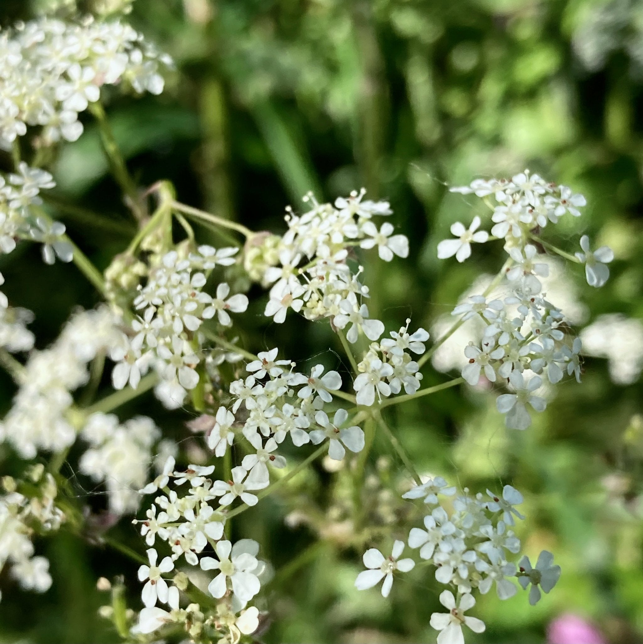 a delicate lacey looking white flower